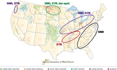 Role of Effector-Sensitivity Gene Interactions and Durability of Quantitative Resistance to Septoria Nodorum Blotch in Eastern U.S. Wheat